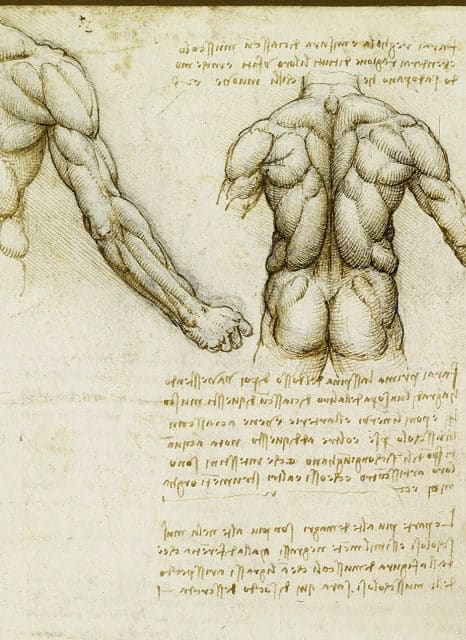 Músculos das costas por Leonardo Da Vinci